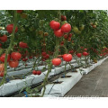 Fully automatic systems hydroponics tomato greenhouse